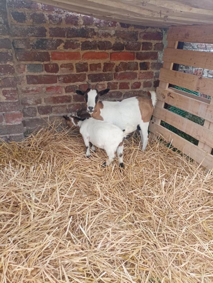 Gite A La Ferme Chez Magali Escaudoeuvres ภายนอก รูปภาพ