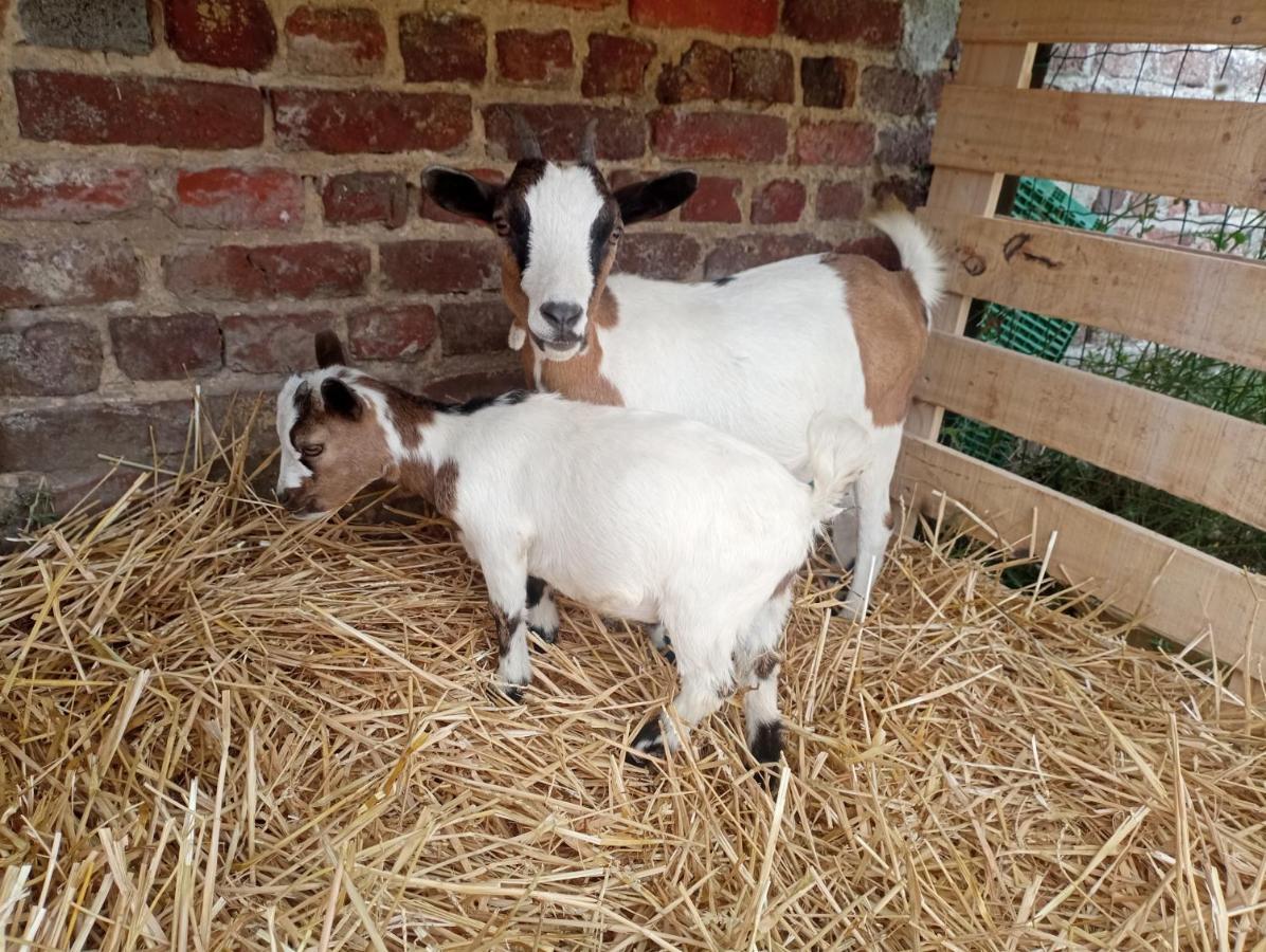 Gite A La Ferme Chez Magali Escaudoeuvres ภายนอก รูปภาพ